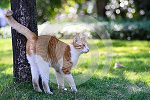 Cat lying on the ground